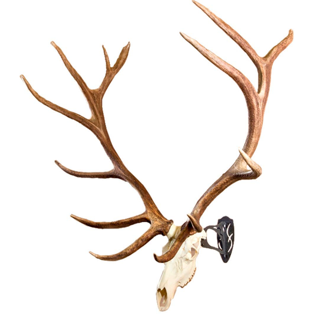 Skull Hooker European Mount 2 Skull Hooker European Mount
